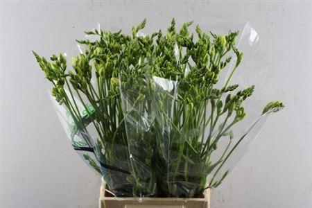 Freesia dubbel 'Starlight'