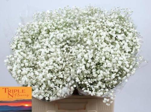 Gypsophila paniculata Xlence