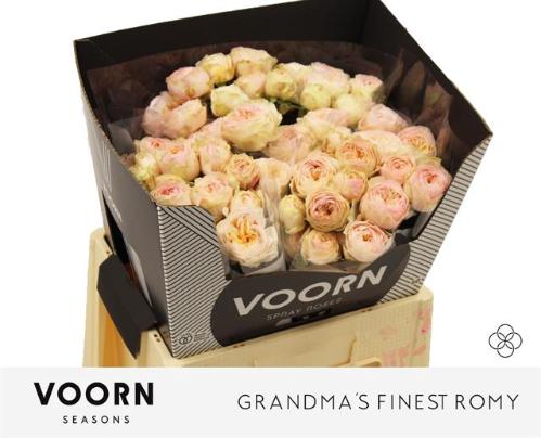 Rosa tros Grandma's Finest Romy