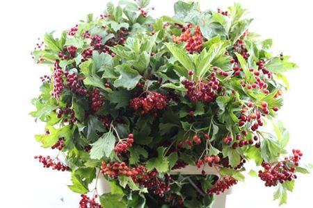 Viburnum per tak opulus 'Compactum'