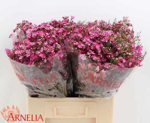 Chamelaucium 'Purple Rain'
