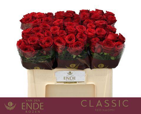 Rosa grootbloemig Red Naomi!