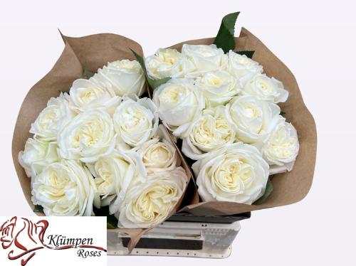 Rosa grootbloemig Chic White!