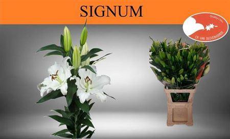 Lilium Oriental Grp Signum