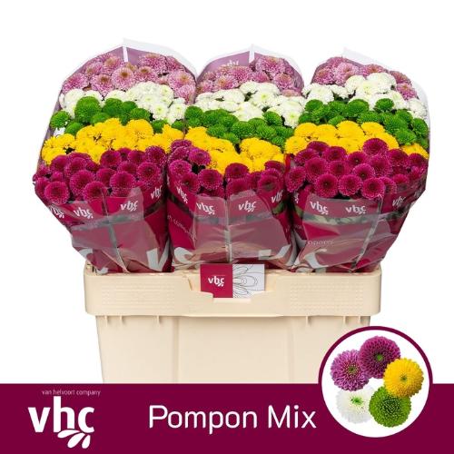 Chrysanthemum Indicum Grp tros santini pompon gemengd in bos