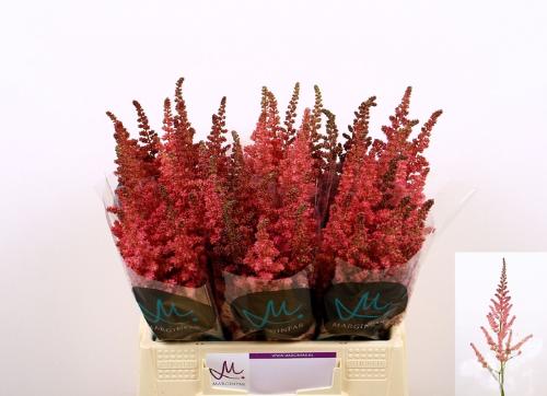 Astilbe chinensis 'Vision in Pink'