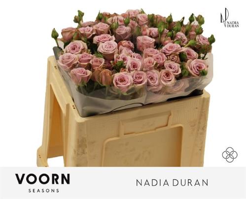 Rosa tros Nadia Duran