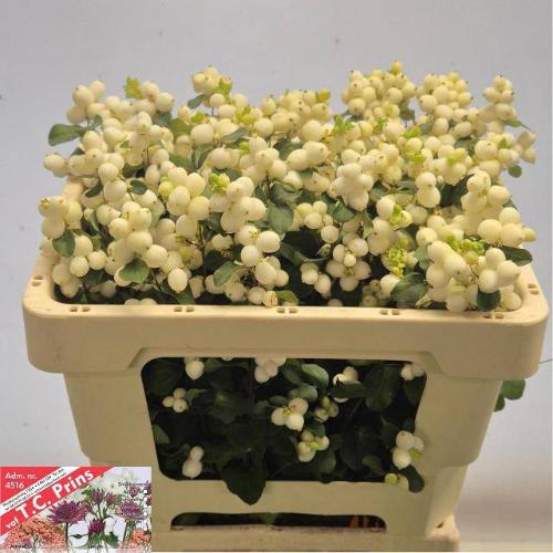 Symphoricarpos Magical Lemon And Lime