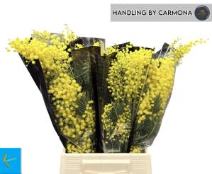 Acacia baileyana bloeiend per bos 'Purpurea'Dealbata Grp