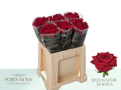 Rosa grootbloemig Red Naomi!