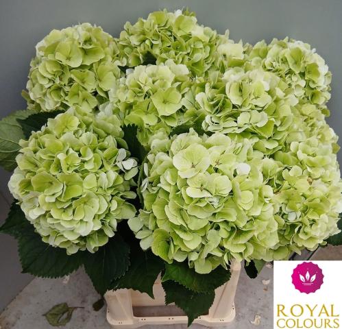 Hydrangea macrophylla Noordpool (classic)