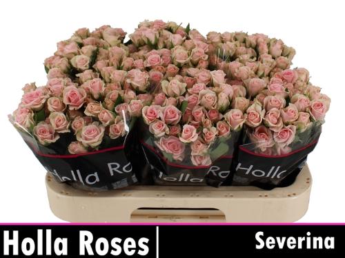 Rosa tros Severina