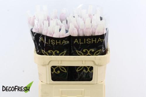 Chrysanthemum geplozen kas overig