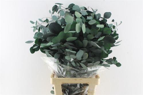 Eucalyptus polyanthemos (fruit) kleurbehandeld per bos H%