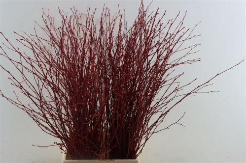 Betula kleurbehandeld H%