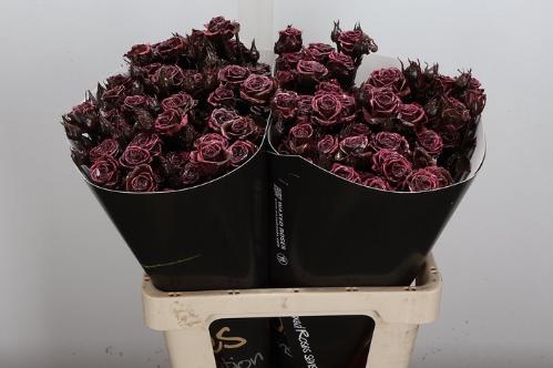 Rosa grootbloemig gewaxt H%