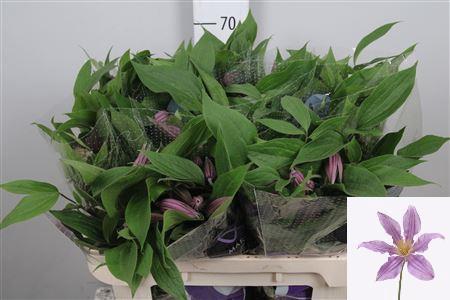 Clematis Diversifolia Grp Amazing London