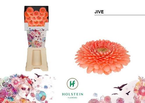 Gerbera mini bolvormig Gerponi Jive