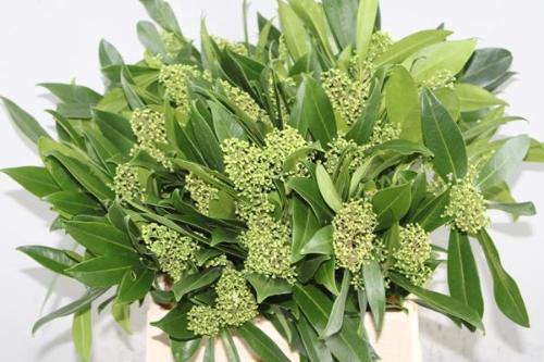 Skimmia per bos confusa 'Kew Green'