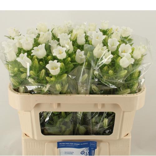 Campanula medium 'Champion White'