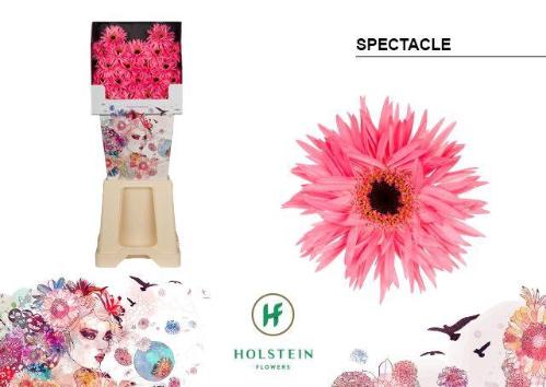 Gerbera mini 'Spectacle'