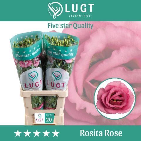 Eustoma russellianum gevuldbloemig 'Rosita Rose Pink'