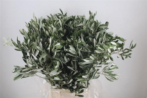 Olea europaea per bos