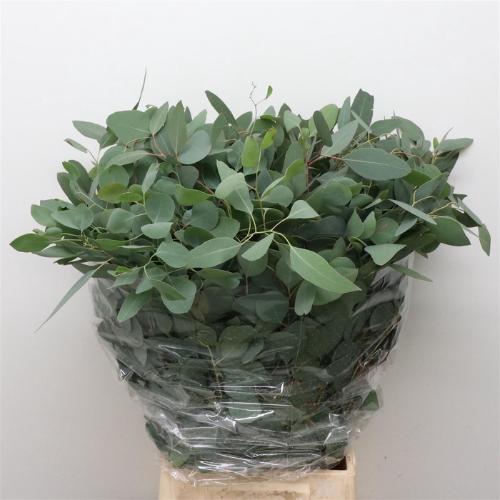 Eucalyptus per bos populifolia