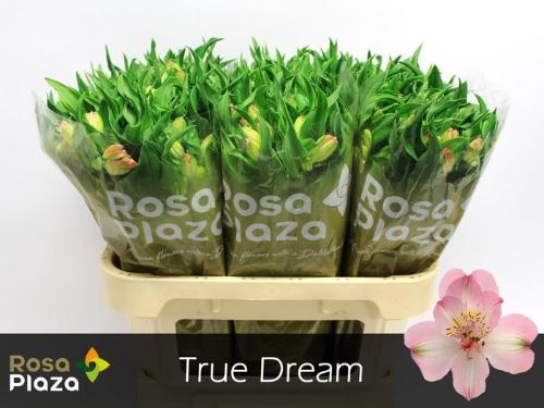 Alstroemeria True Dream