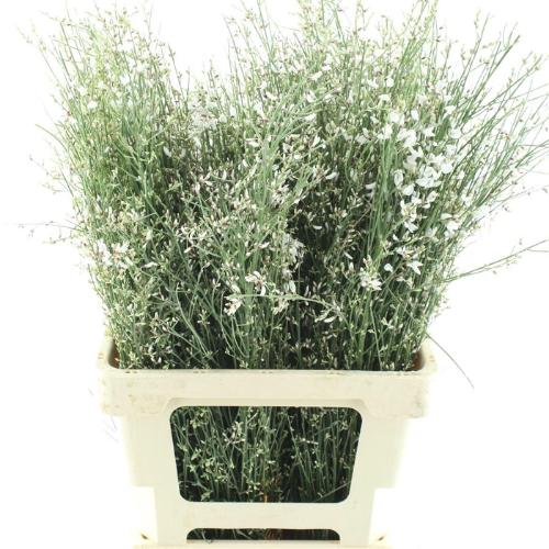 Genista kleurbehandeld H%