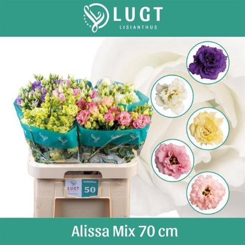 Eustoma russellianum gevuldbloemig Alissa gemengd in fust