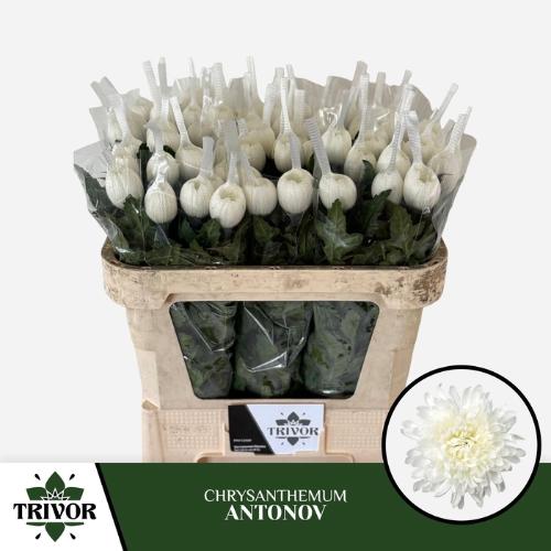 Chrysanthemum Indicum Grp geplozen kas Antonov