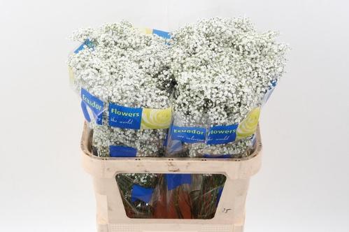 Gypsophila paniculata 'Million Stars'
