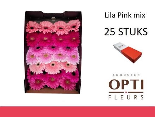 Gerbera grootbloemig overig