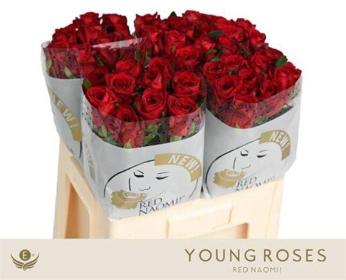 Rosa grootbloemig Red Naomi!