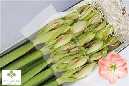 Hippeastrum Diamond Grp 'Darling'