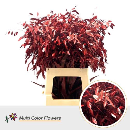 Siergras kleurbehandeld H%