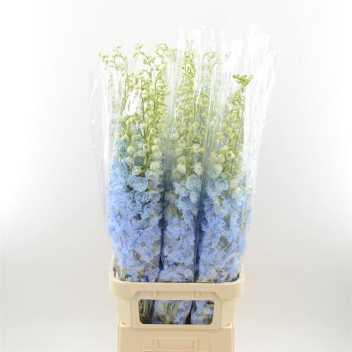 Delphinium Elatum Grp dubbelbloemig 'Dewi Boy'