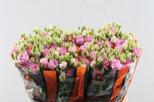 Eustoma russellianum gevuldbloemig 'Rosita Rose Pink'