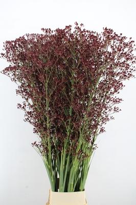Eryngium pandanifolium Magical Red Thunder