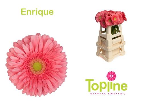 Gerbera grootbloemig Enrique