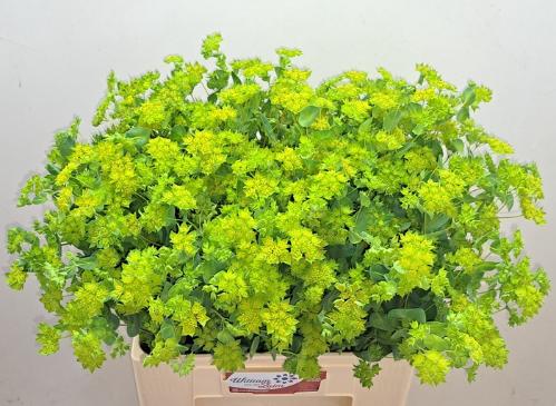 Bupleurum griffithii