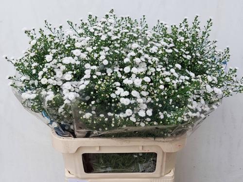 Aster Novi-belgii Grp White Gypsy