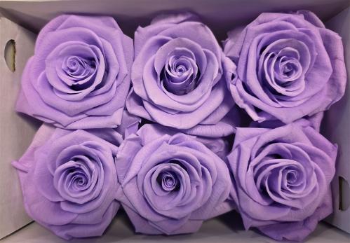 Rosa grootbloemig kleurbehandeld H%