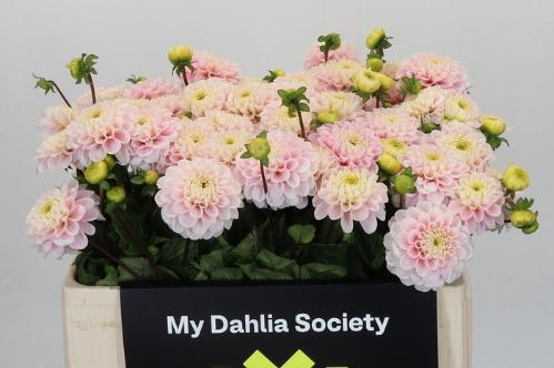 Dahlia Ball Grp 'Wizard of Oz'