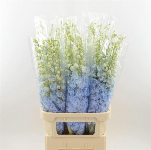 Delphinium Elatum Grp dubbelbloemig 'Dewi Boy'