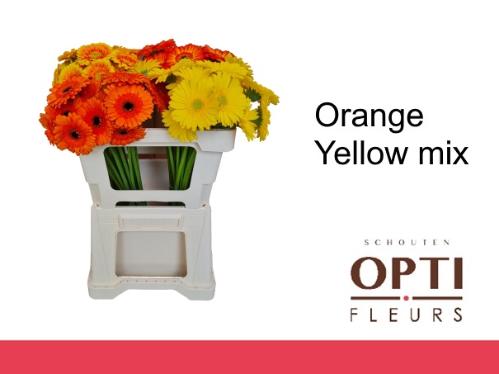 Gerbera mini Sensation Mix Yellow gemengd in fust