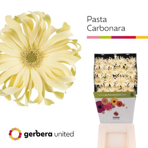 Gerbera grootbloemig 'Pasta Carbonara'