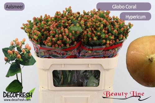 Hypericum x inodorum Globo Coral