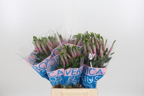 Veronica Clea Roswitha